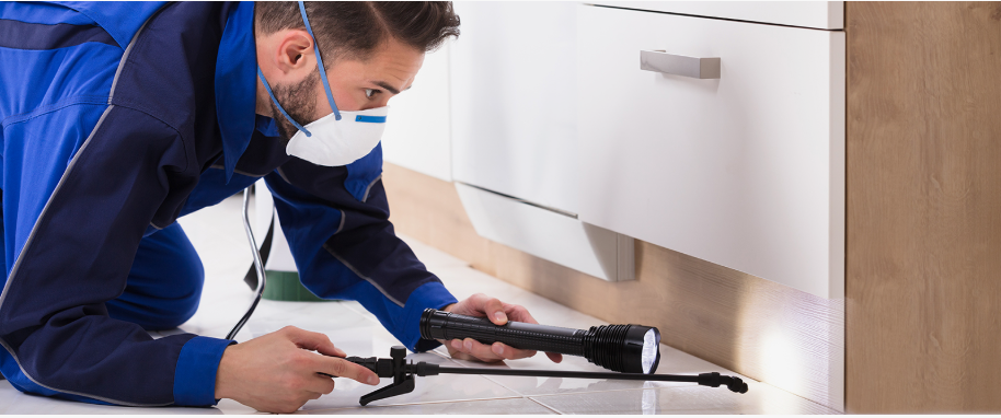 Texarkana pest xpert removal